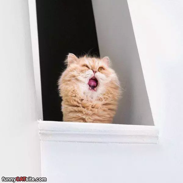 Shhh Raaaaaa