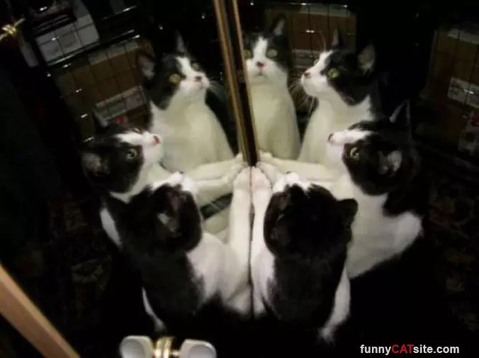 All These Cats
