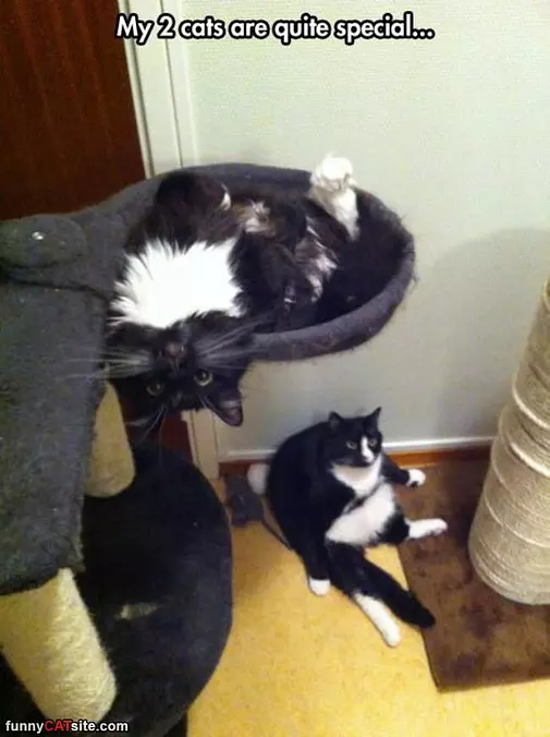 These Are Quite Special Cats