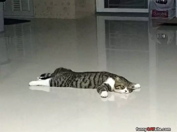The Flattest Cat