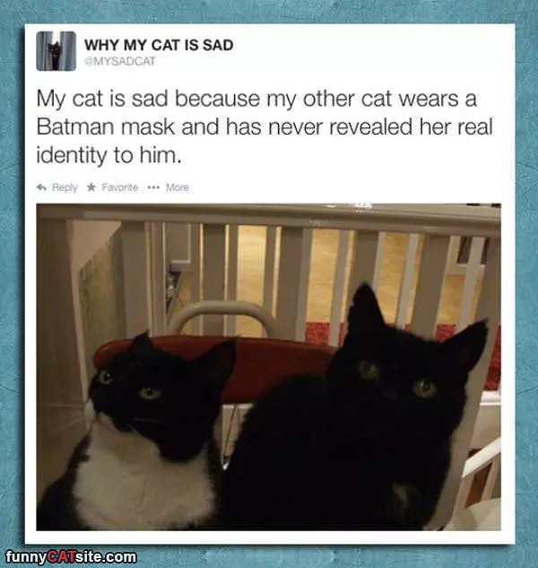 My Cat Is Sad