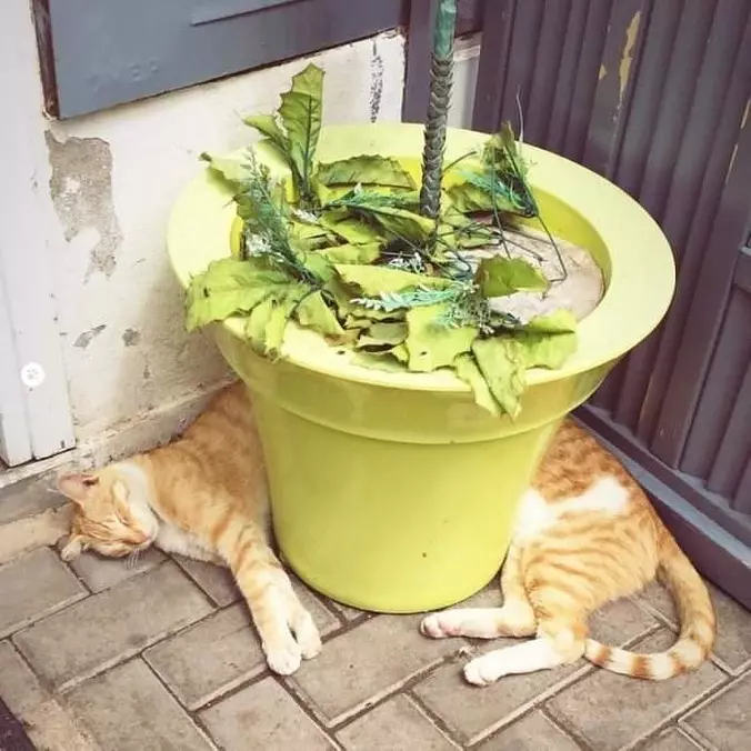 That Is One Long Cat