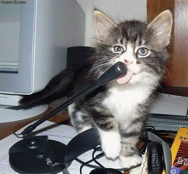 Testing Testing