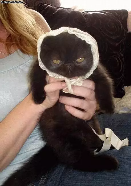 Bonnet On Black Cat