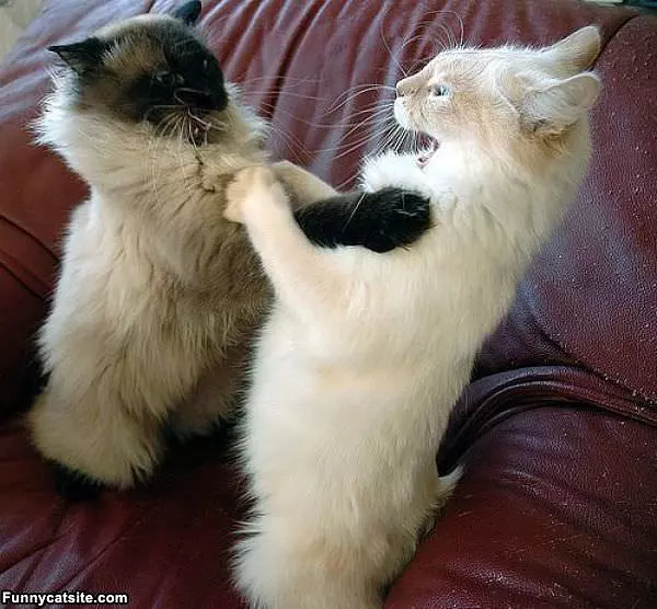 Lets Fight