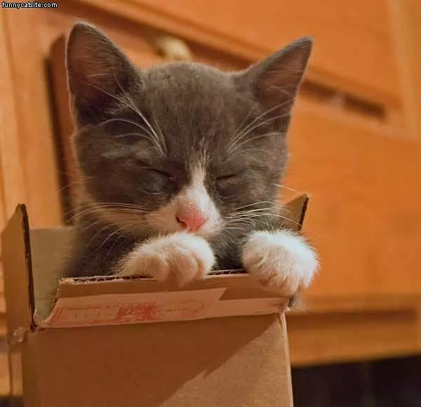 Box Kitten