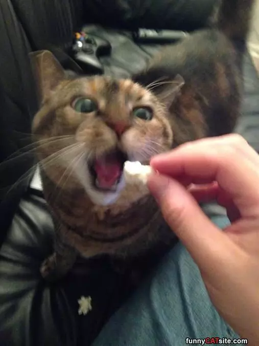 Can I Eats This