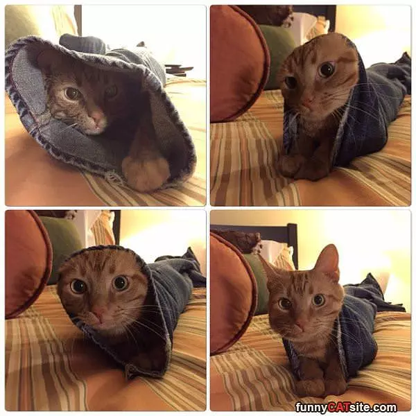 I Am A Burrito
