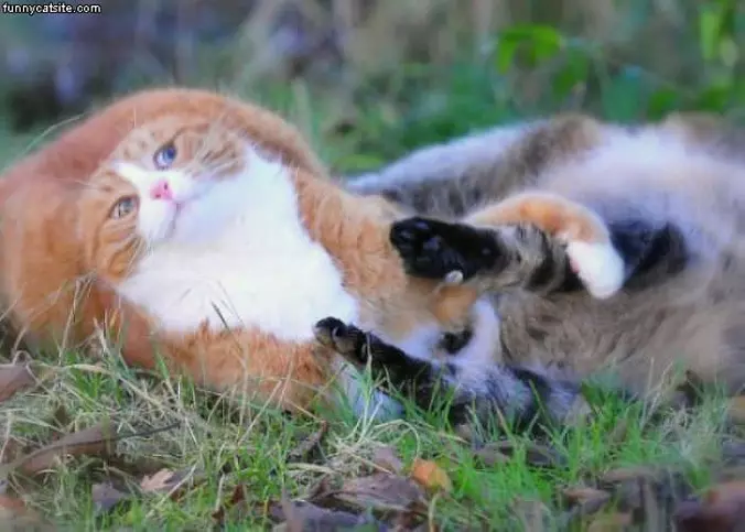 Do Not Want