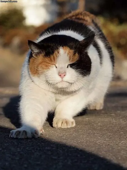 Sleepy Stretch