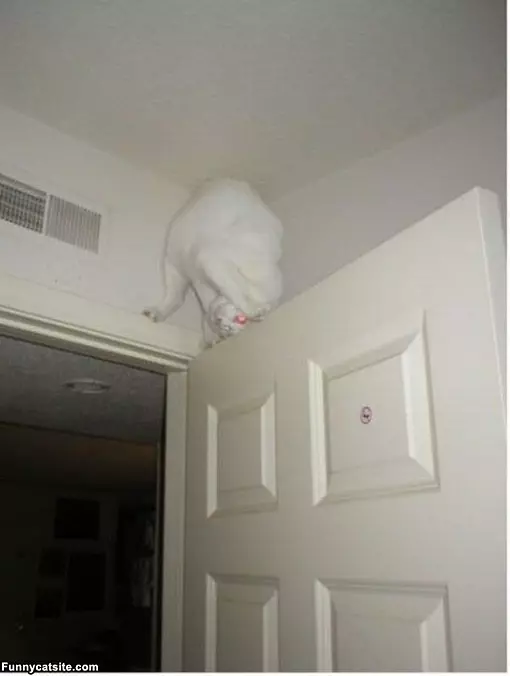 Ultimate Ninja Cat