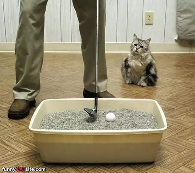 Why Would You Do That
