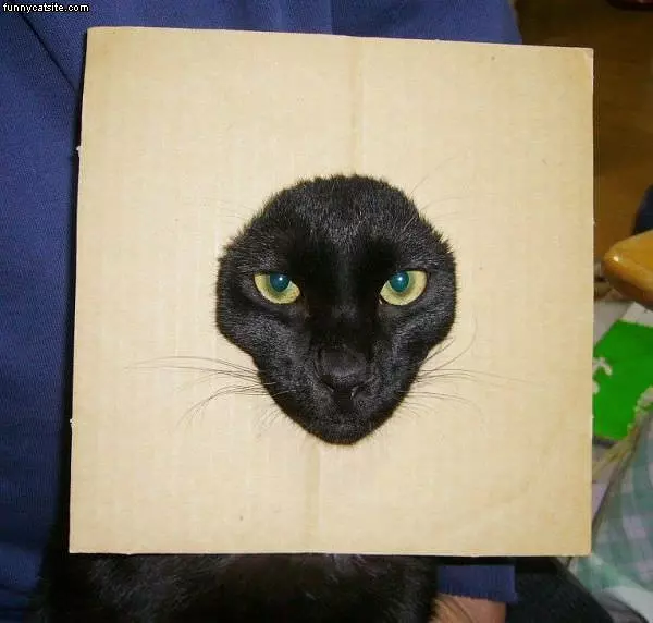 Box Face