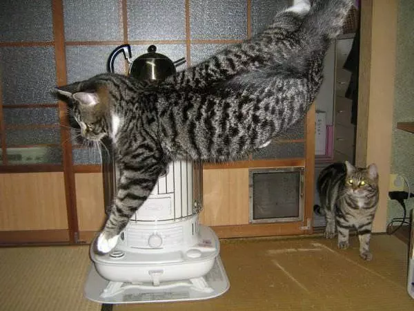 Anti Gravity Cat