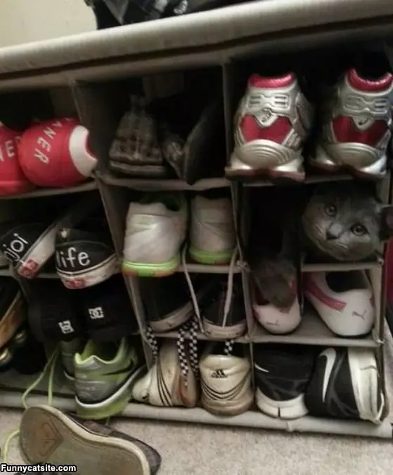 Im With The Shoes