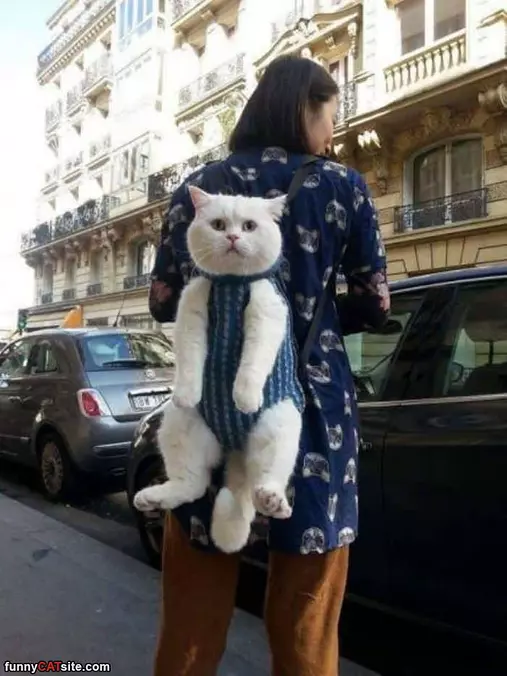 Back Cat