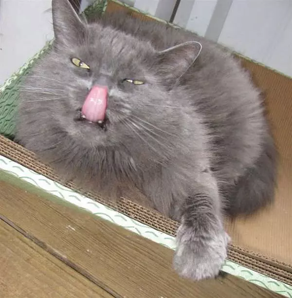 Lick