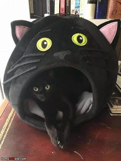 A Cat In A Cat