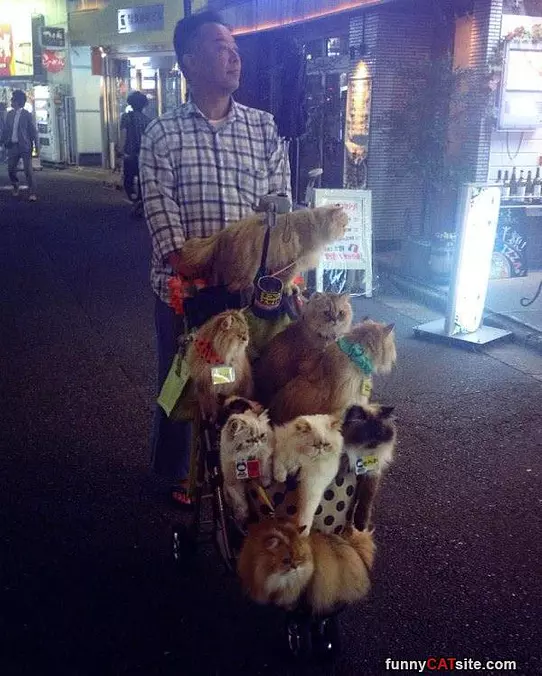 Cat Stroller