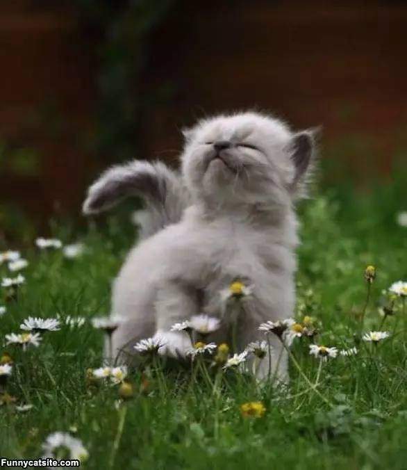 Wind In My Face