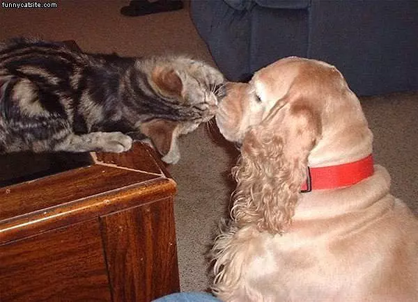 Cat Vs Dog