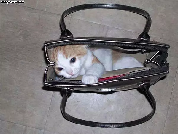 Small Cat In Purse
