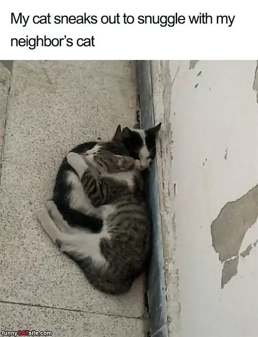 Sneaking A Snuggle