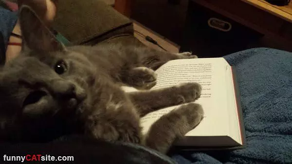 Reading A Book
