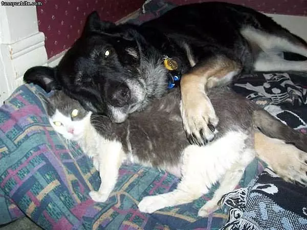 Friends With The Enemy