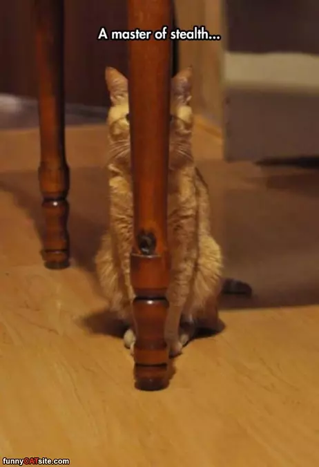A Master Of Stealth