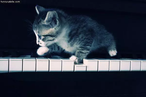Meow
