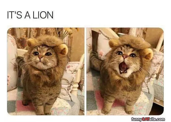 A Lion
