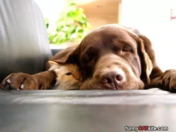 Blanket Ear