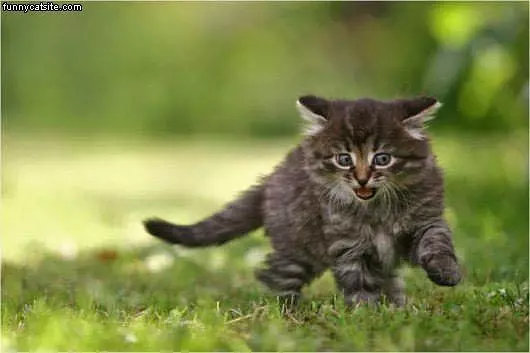 Playful