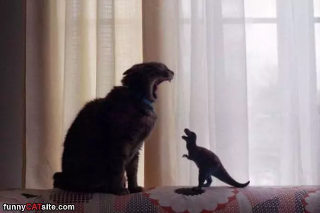We Both Roaaar
