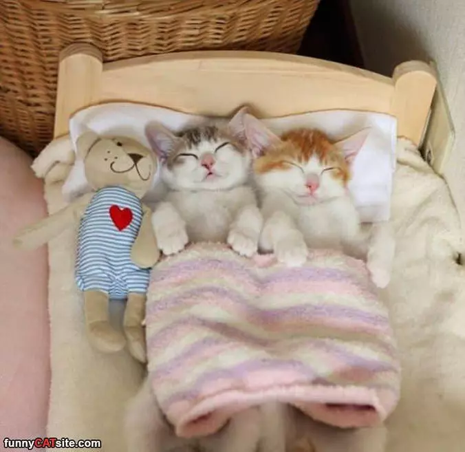 A Kitty Sleep Over