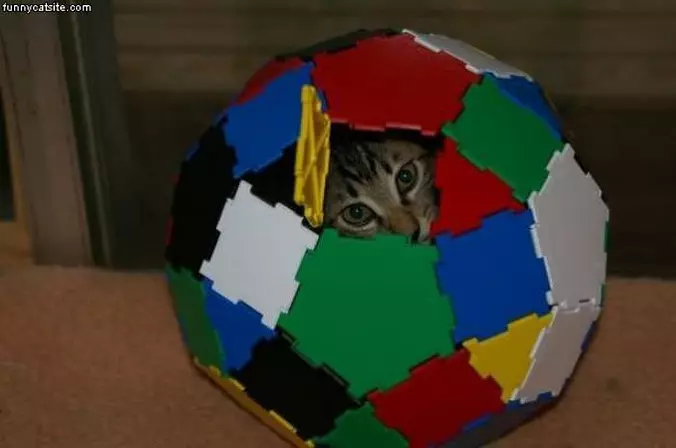 Cat In The Ball