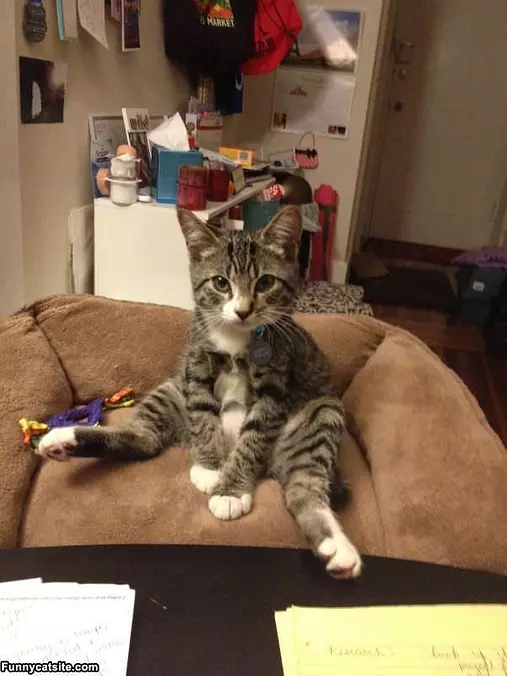 Just Hanging