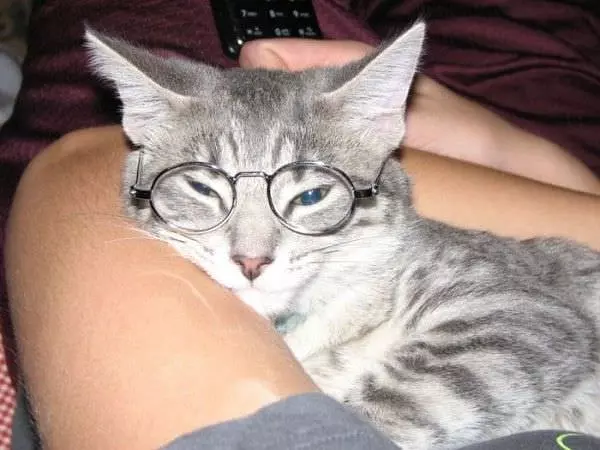 Smart Cat