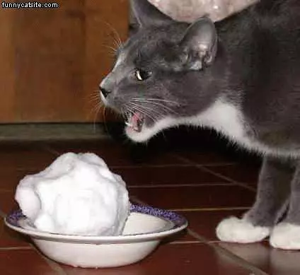 Gray Cat Eats Snow