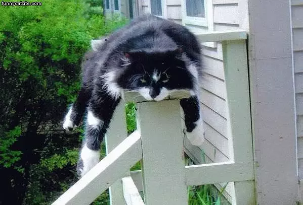 Pooped Railing Cat