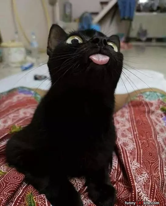 Got My Tongue Out