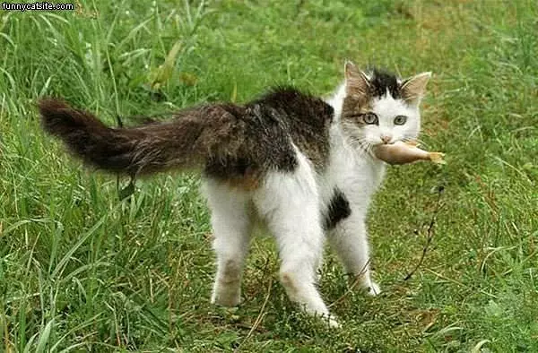 Cat Caught A Fish
