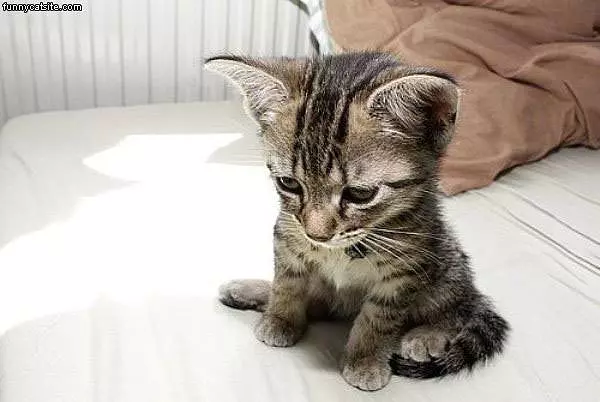 Big Kitten Head