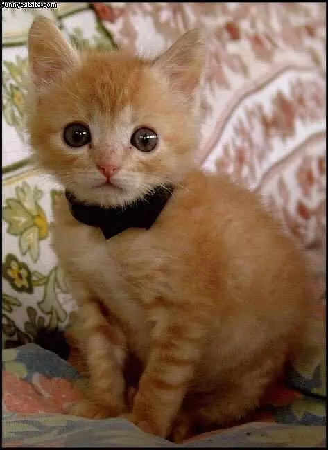 Kitten With A Bowtie
