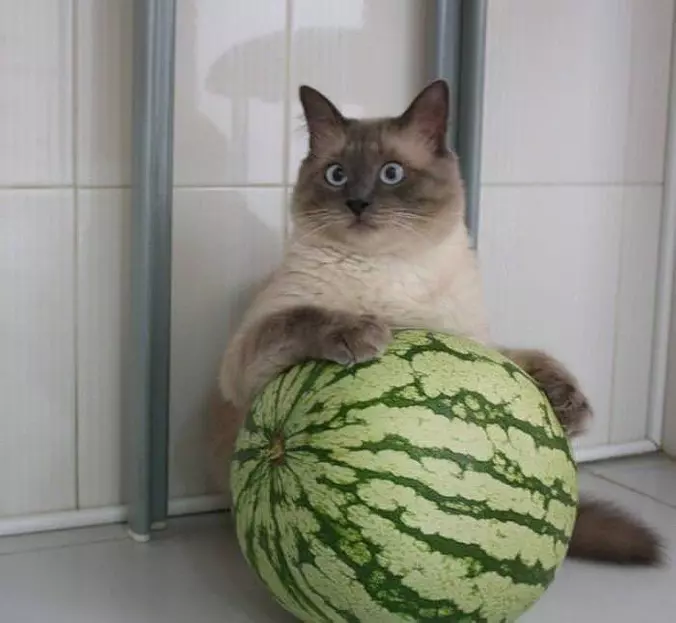 My Melon