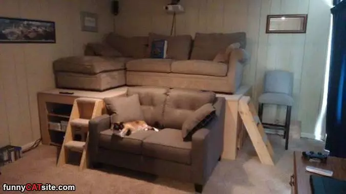 The Cat Lounge