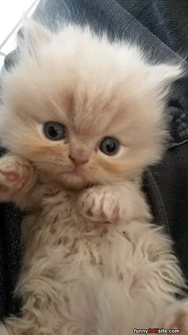 Purrrr