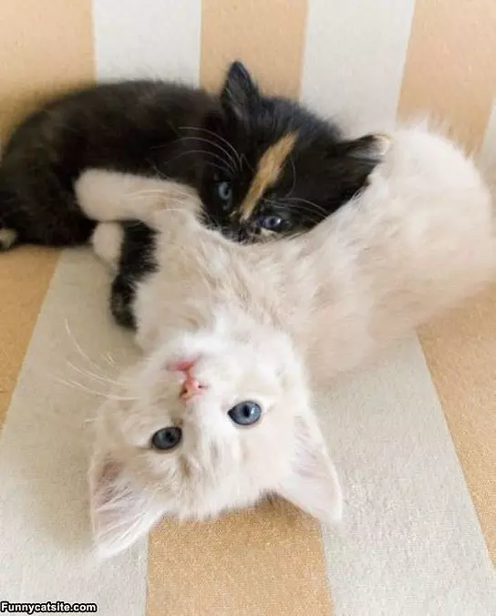 Cats Keeping Warm