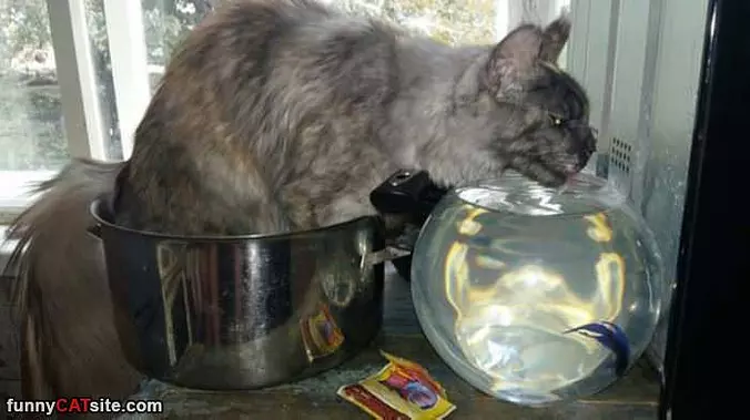 Really Wants A Sippy